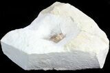 Nicely Prepared Kettneraspis Trilobite - Oklahoma #47125-1
